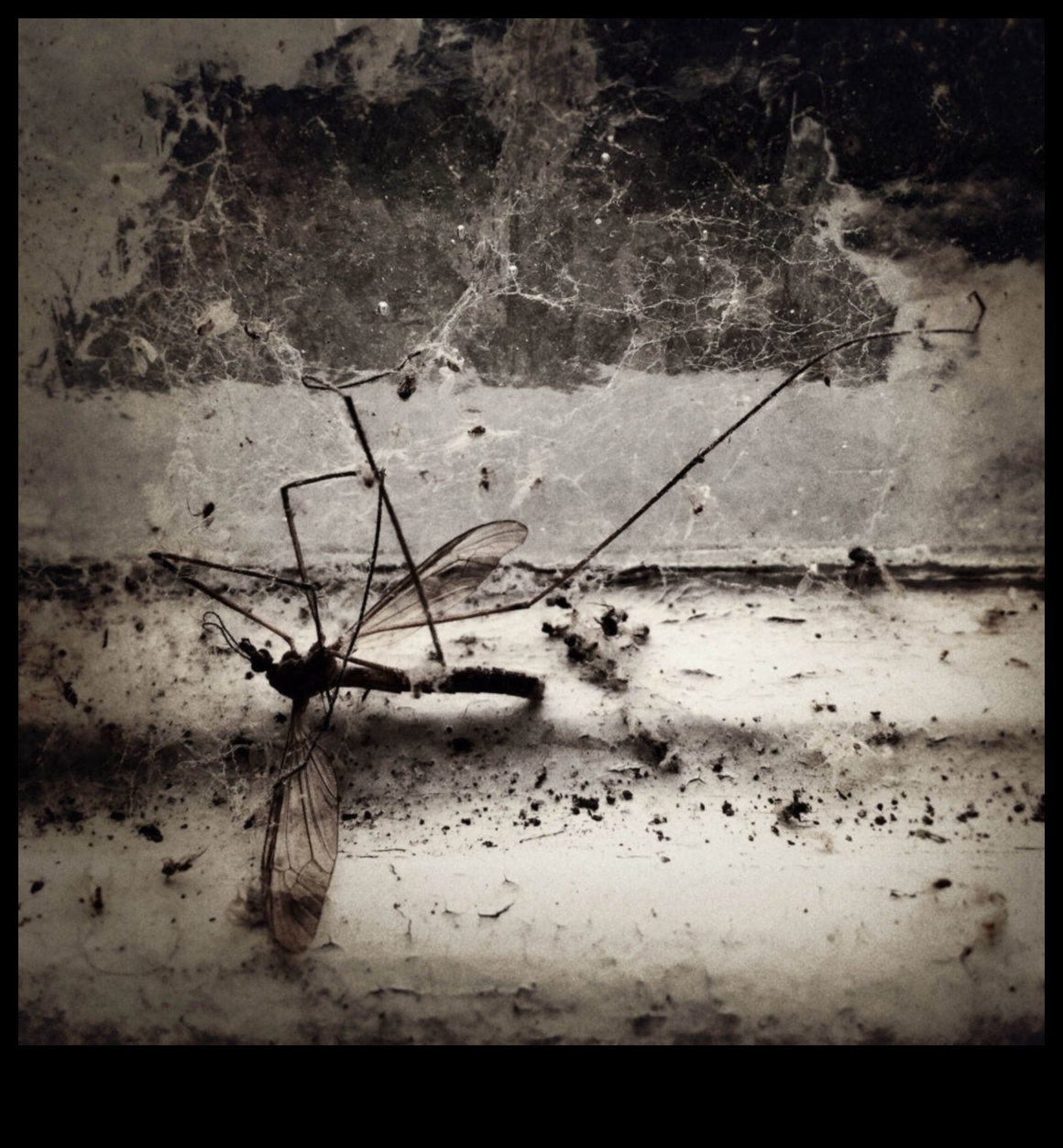 Fotografie Alchimie: Transformă fotografiile obișnuite în extraordinare