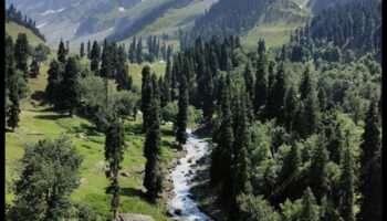 Șoaptele sălbăticiei: Poveștile naturii în fotografie